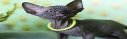 Sphynx cats for sale: Bloodline Sphynx Kittens  - Advert 31