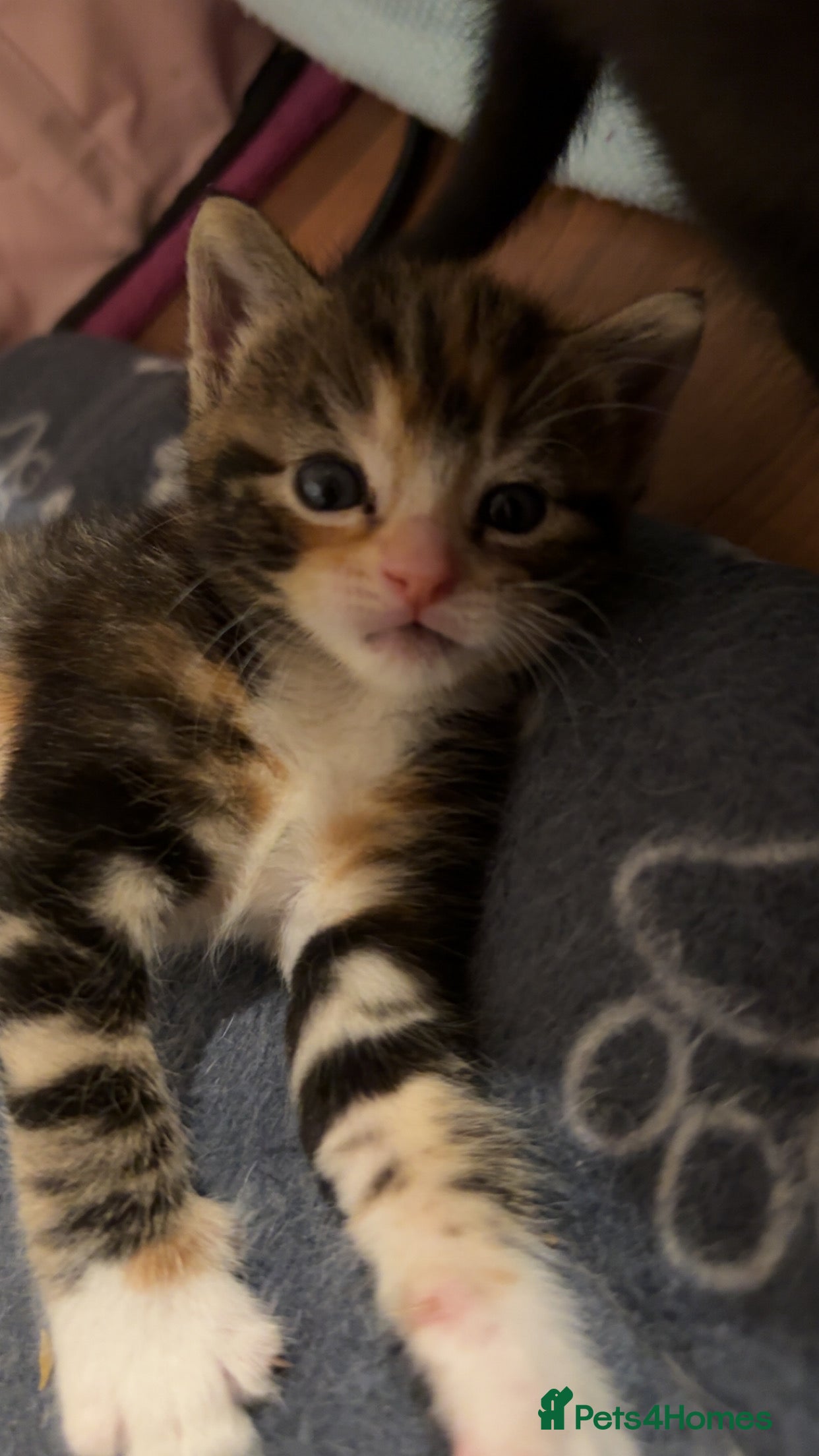 Mixed Breed cats Beautiful half Maine coon kittens  - Advert 3