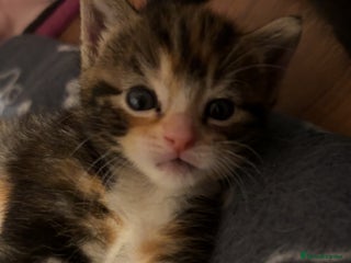 Mixed Breed cats Beautiful half Maine coon kittens - Advert 2