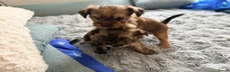 Shorkie dogs for sale: Adorable Yorkshire terrier and Shih Tzu Puppies in Romford - Advert 3
