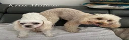 Maltese dogs for stud: 🌟Stunning KC Reg Korean Maltese boy for STUD - Advert 11