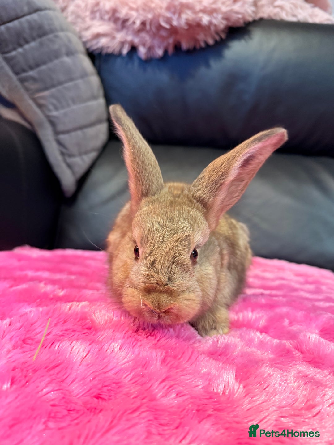 Mini Lop rabbits for sale: 2 LEFT! 8 Mini lop x Giant French lop babies - Advert 21