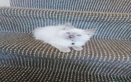 Ragdoll cats for sale: 3 male and 1 female Ragdoll cats for sale - Image 3