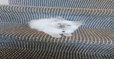 Ragdoll cats - Advert 8