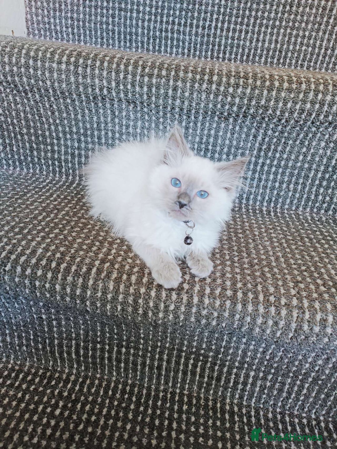 Ragdoll cats for sale: 3 male and 1 female Ragdoll cats for sale - Image 3