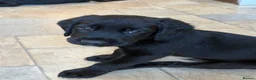 Cockerdor dogs for sale: 🐾 Gorgeous Cockerdor Puppies 🐾 - Advert 5