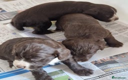 Sprocker dogs for sale: Beautiful sprocker puppies - Advert 4