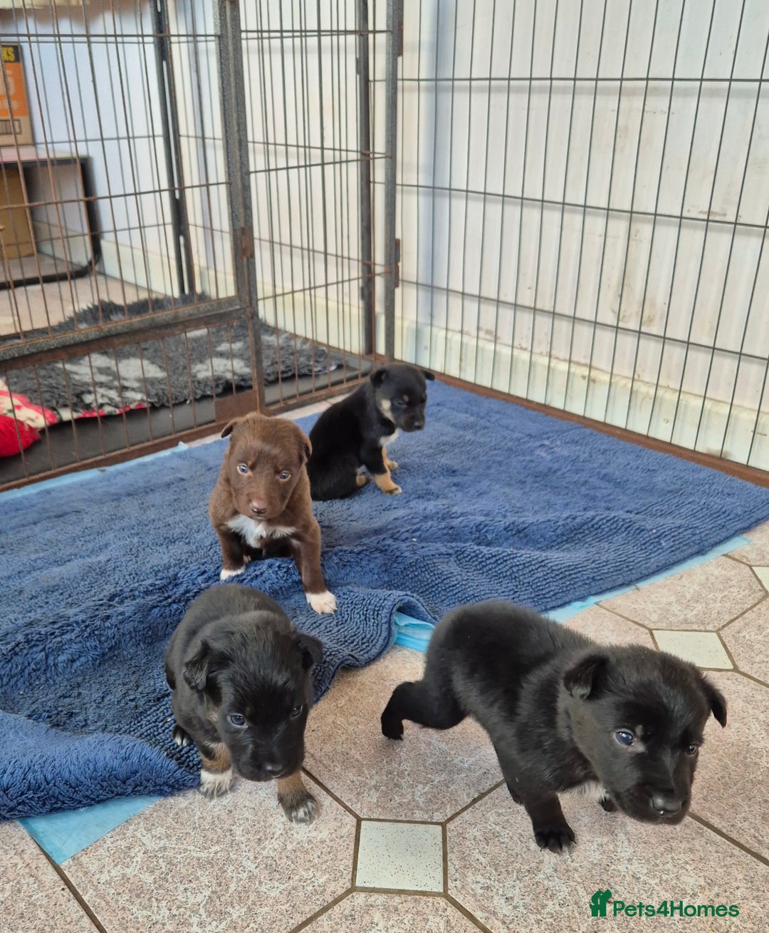 Mixed Breed dogs for sale: Kelpie cross collie pups.  - Advert 3