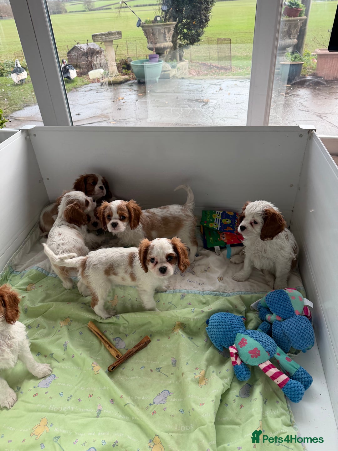 Cavalier King Charles Spaniel dogs for sale: Kc registered cavalier king charles puppies - Advert 16