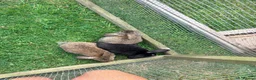 Mini Lion Lop rabbits for sale: Baby mini lop  - Advert 7