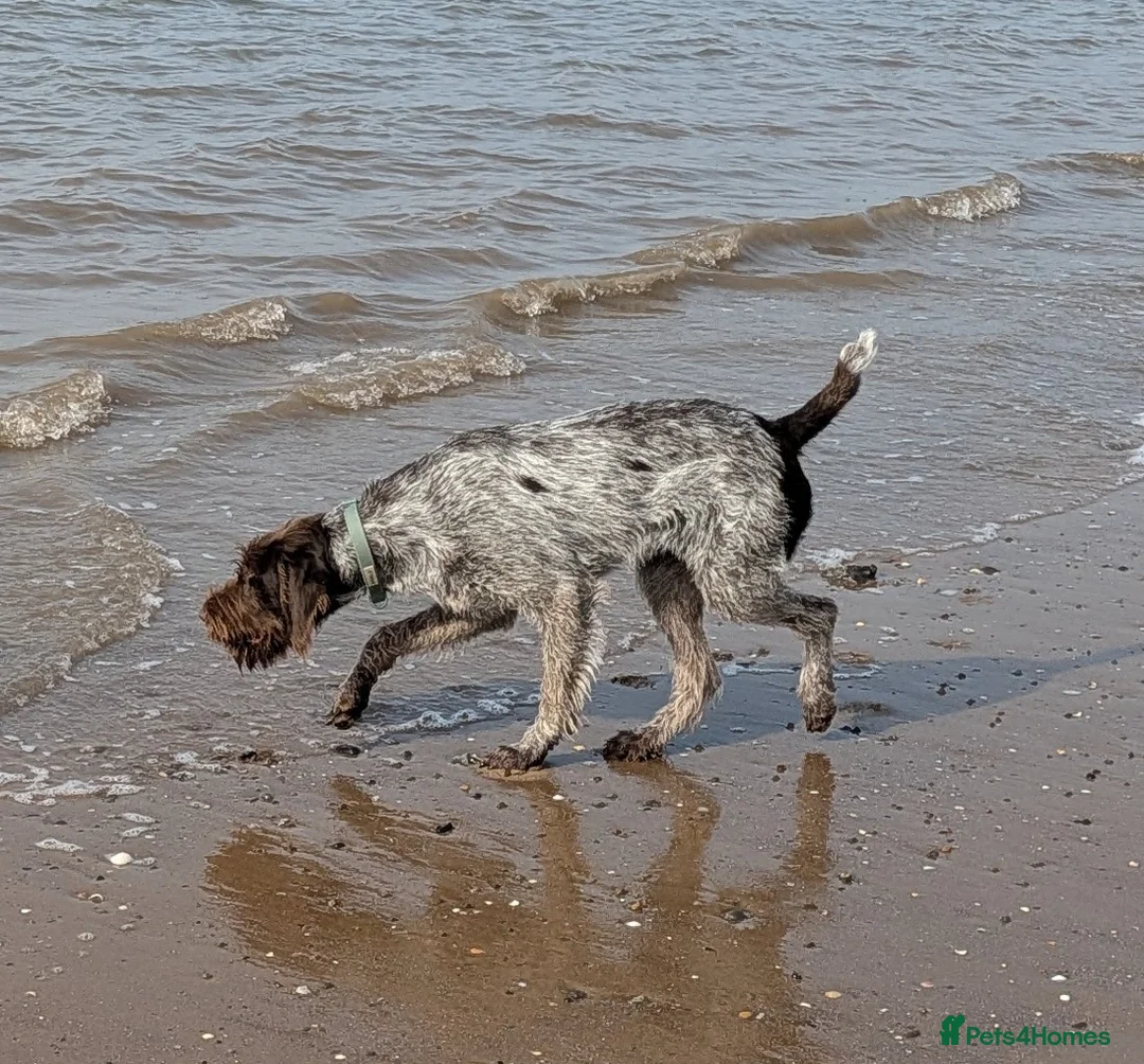 German Wirehaired Pointer dogs for sale: Gorgeous Girl  - Advert 3