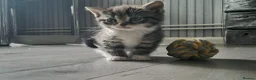 Mixed Breed cats for sale: Adorable little girls are looking for new home - Advert 8