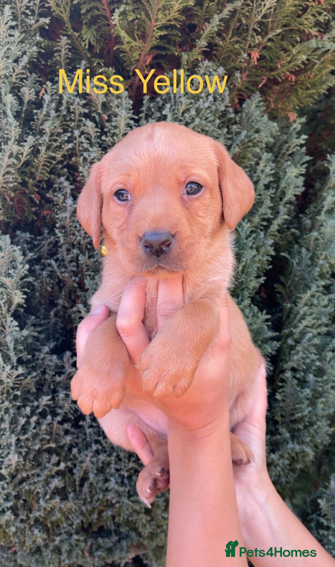 Labrador Retriever dogs ONLY 4 LEFT 🐾 STUNNING FAMILY KC LABRADORS  - Advert 2
