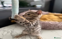 Bengal cats for sale: Three Stunning Bengals for sale 🖤 - Image 29
