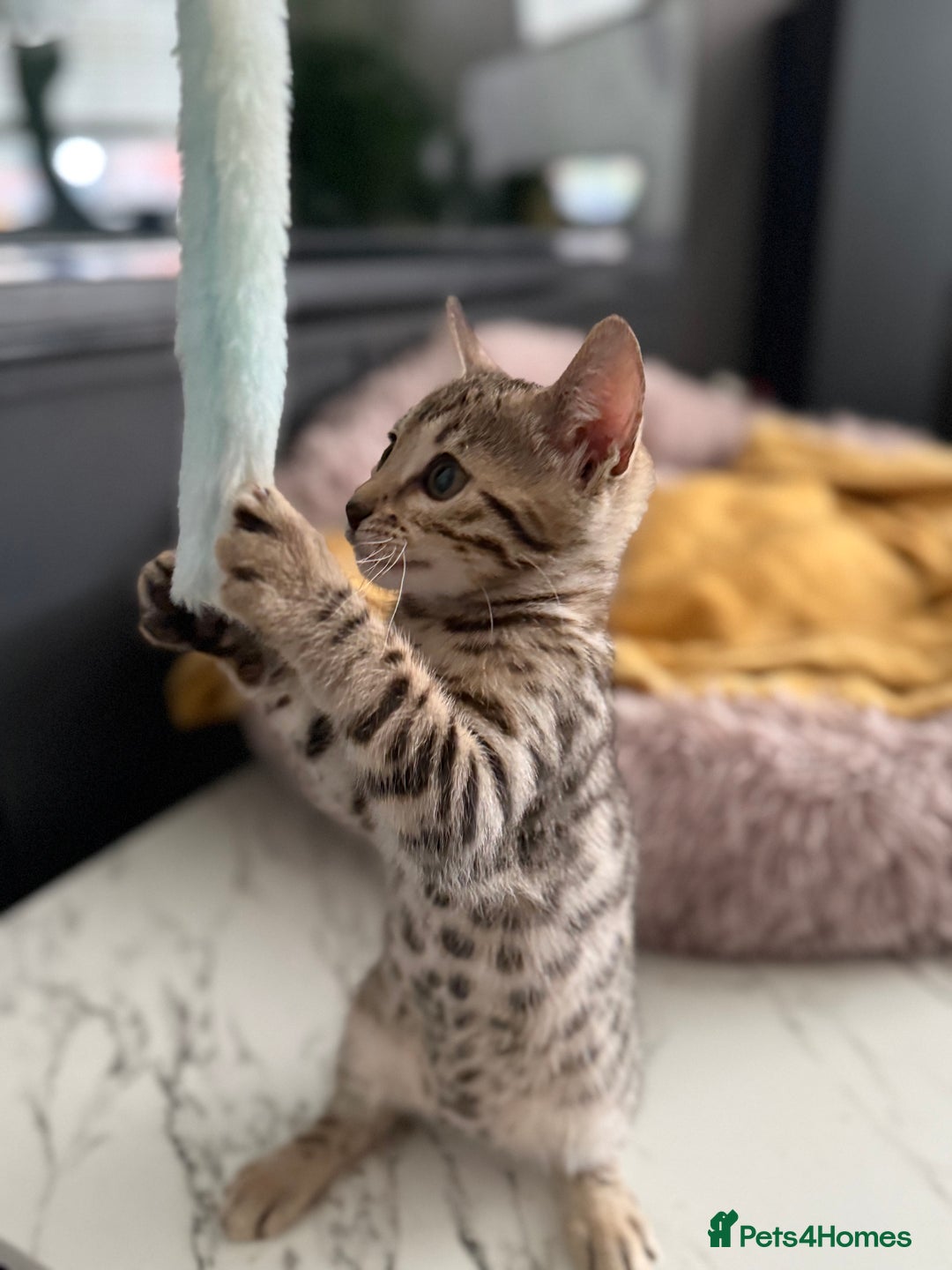 Bengal cats for sale: Three Stunning Bengals for sale 🖤 - Image 29