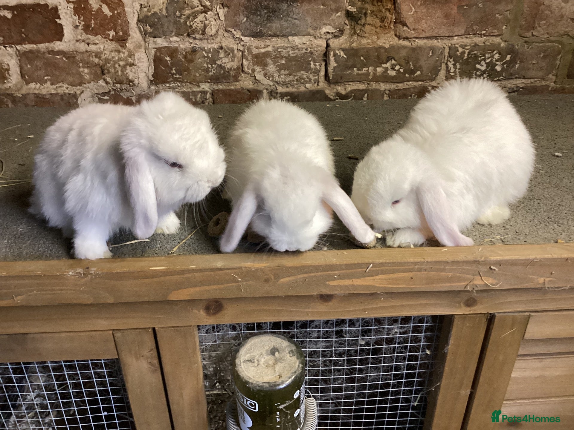 Mini Lop rabbits 8 week old mini lops for sale  - Advert 19