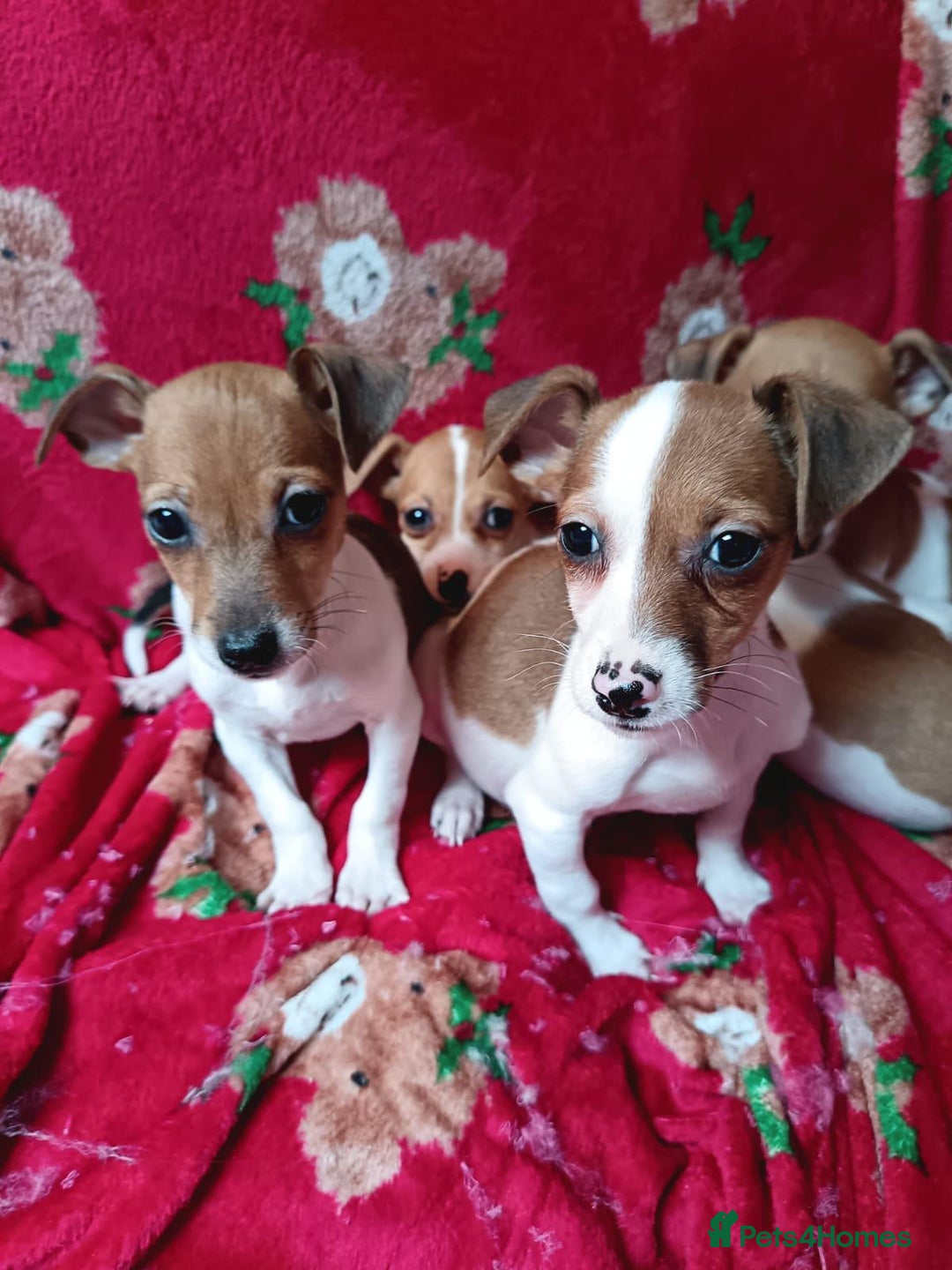 Jack Russell dogs for sale: Jack Russell puppies  - Image 9