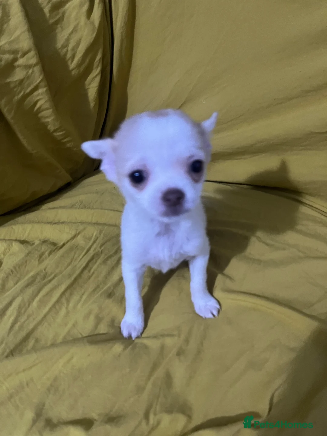 Chihuahua dogs for sale: Chihuahua puppies  - Advert 2
