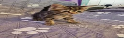 Mixed Breed cats for sale: Gorgeous kittens 2 long hair and 1 short  - Advert 15