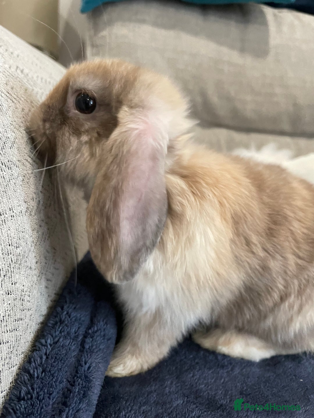 Mini Lop rabbits for sale: Mini lop baby rabbits  - Image 5