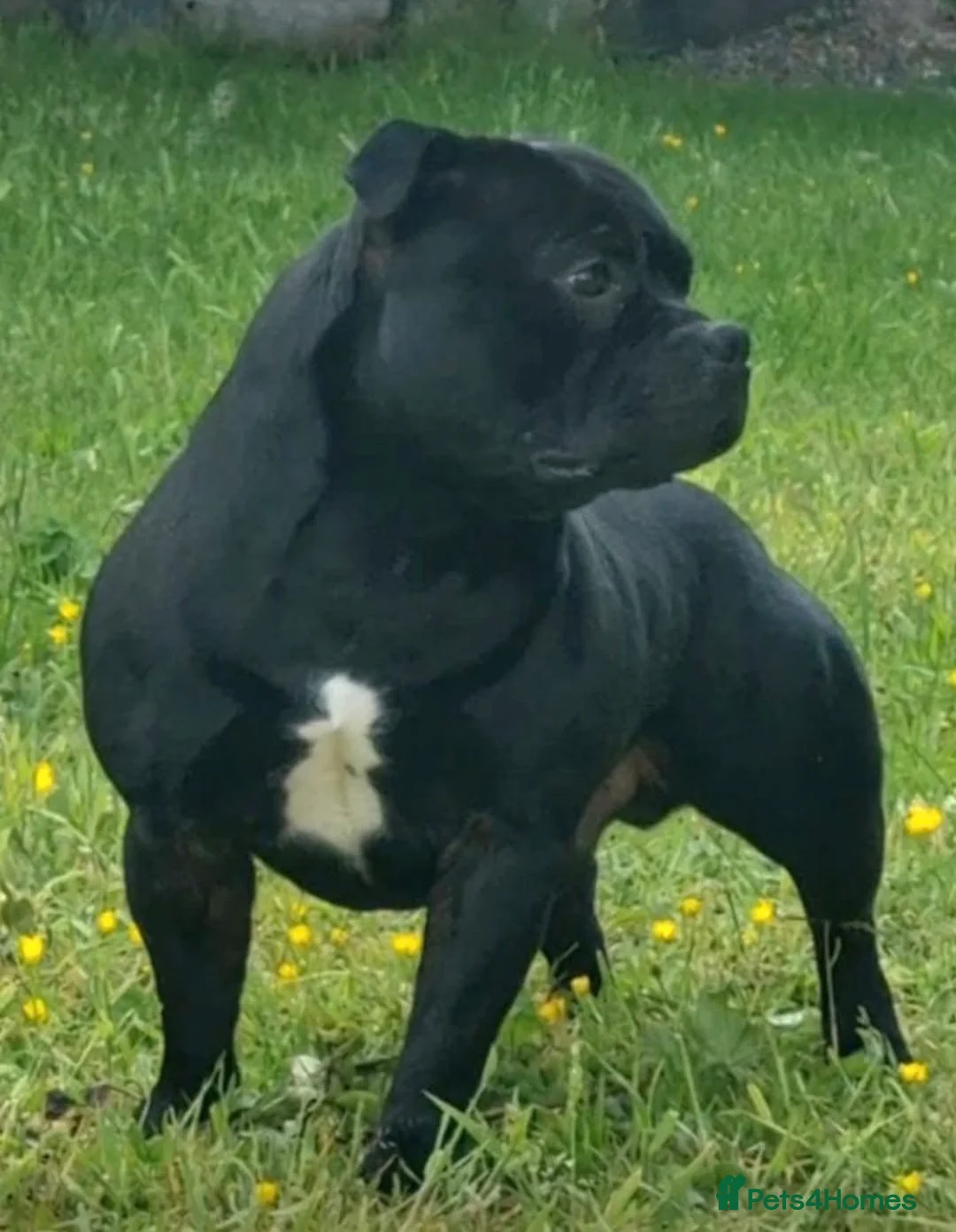Staffordshire Bull Terrier dogs for sale: Geministaffs zee & maximus (4⭐️licensed breeders) - Advert 18