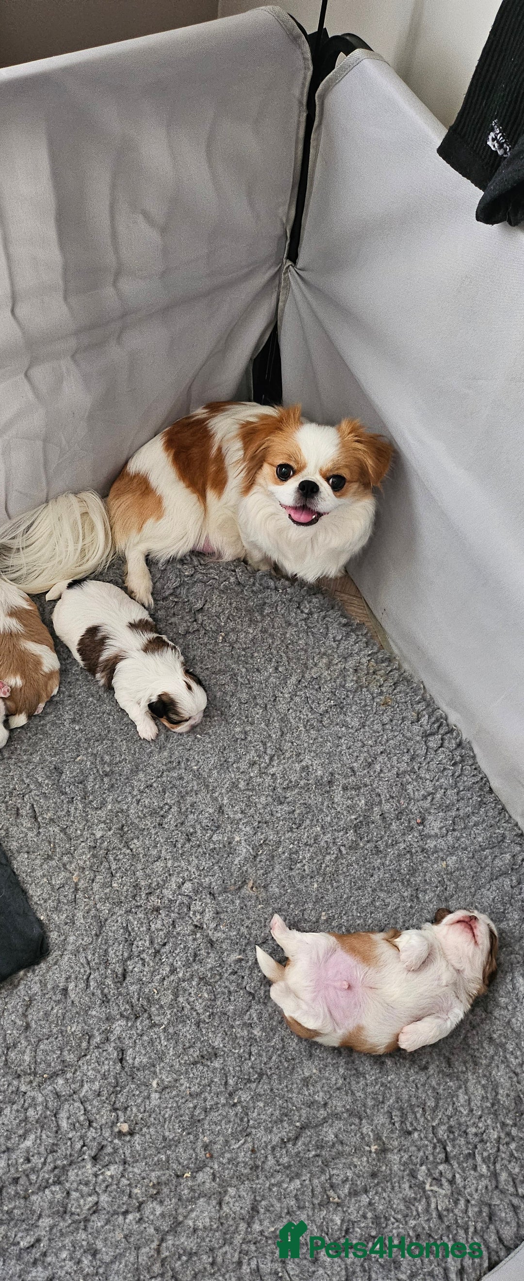 Mixed Breed dogs for sale: 4 beautiful little puppies chihuahua/shih tzu X - Advert 16