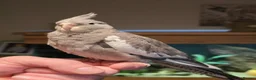 Cockatiels birds for sale: 2 hand reared cockatiels, cage and accessories  - Advert 7