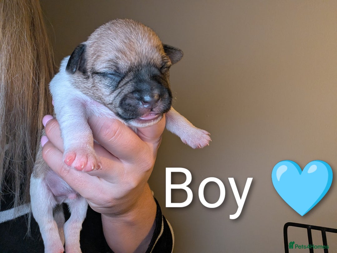 Mixed Breed dogs for sale: Beautiful Shihtzu x Cairn Terrier/Sausage x JRT - Advert 11