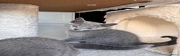 Russian Blue cats for sale: 🐾 Premium Home-Raised Russian Blue Kittens -Ready - Advert 15