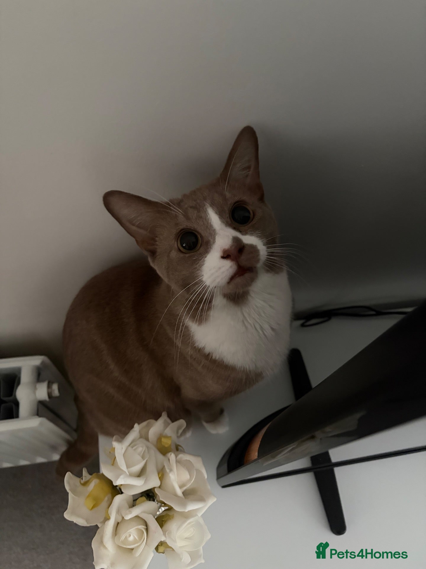 British Shorthair cats Leo – 1-Year-Old Male Looking for a Loving Home ❤️ - Advert 1