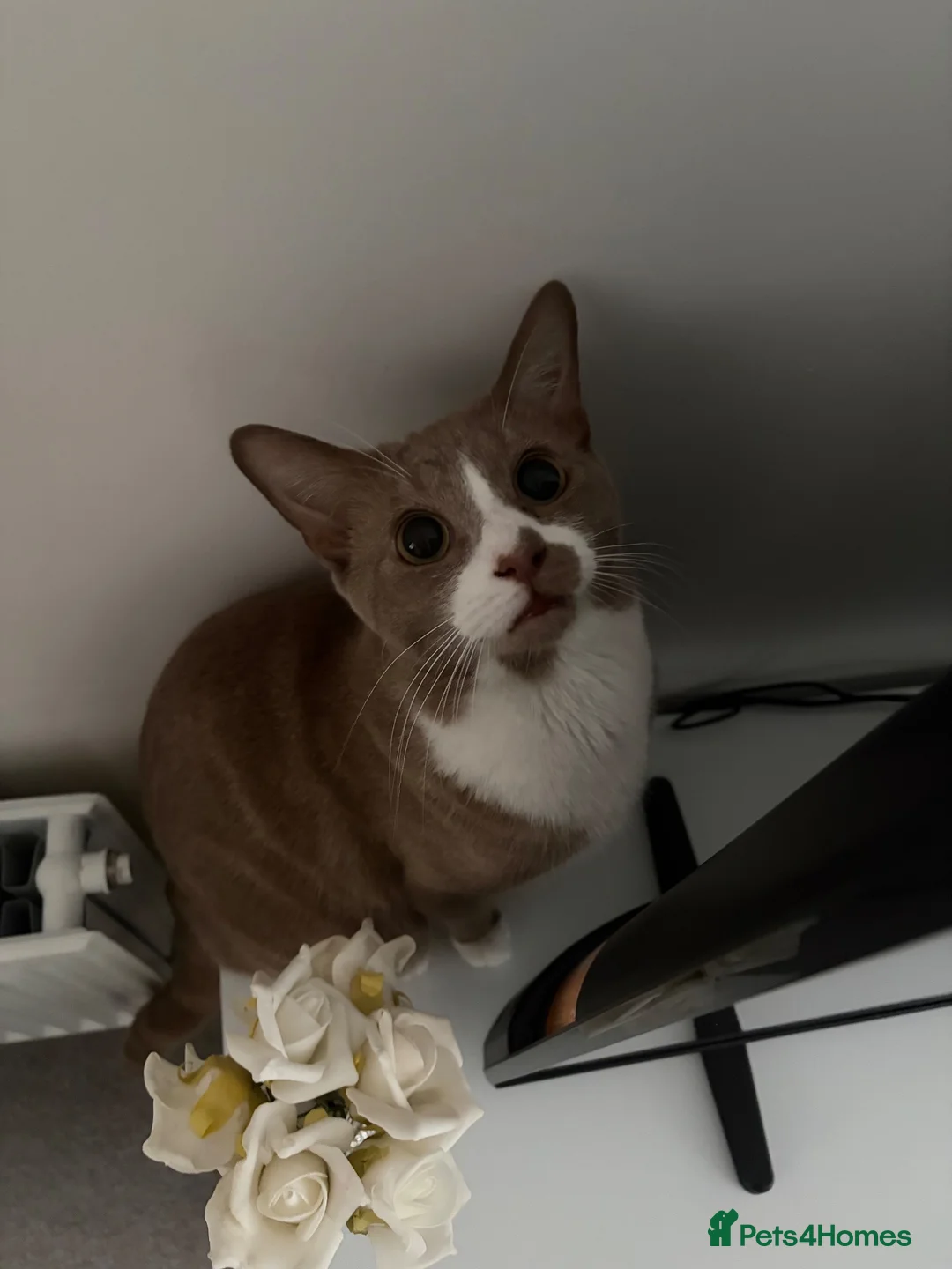 British Shorthair cats for sale: Leo – 1-Year-Old Male Looking for a Loving Home ❤️ - Advert 1