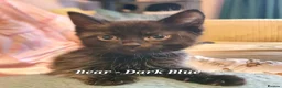 British Shorthair cats for sale: Pure Black British Shorthair Kittens in Dudley - Advert 18