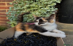 Domestic Shorthair cats for sale: 5 Beautiful fluffy Kittens - Image 8