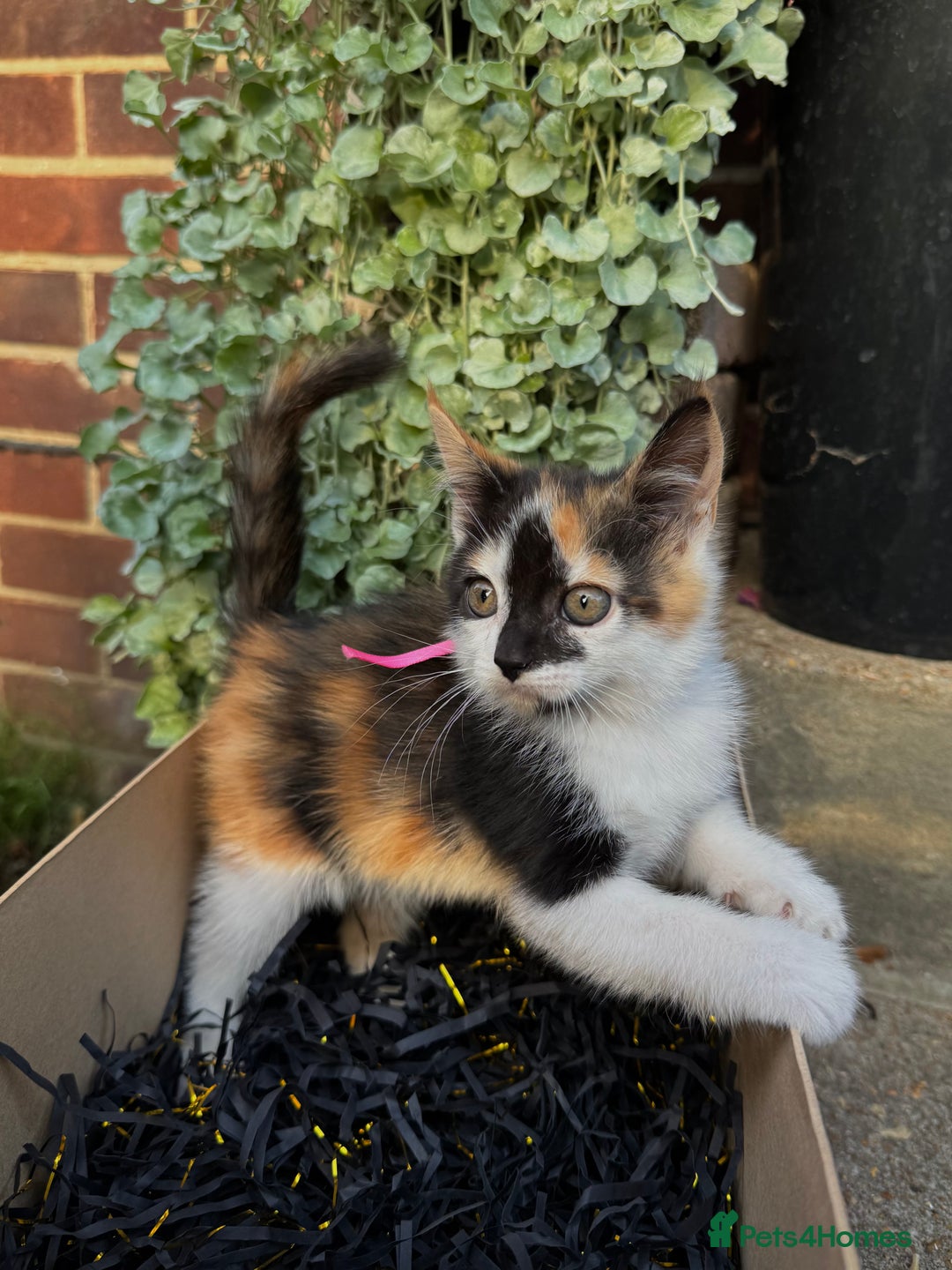 Domestic Shorthair cats for sale: 5 Beautiful fluffy Kittens - Image 8