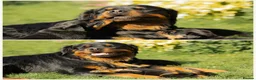 Rottweiler dogs for sale: Long Haired Fluffy Rottie Pups. Full Health Tested - Advert 12