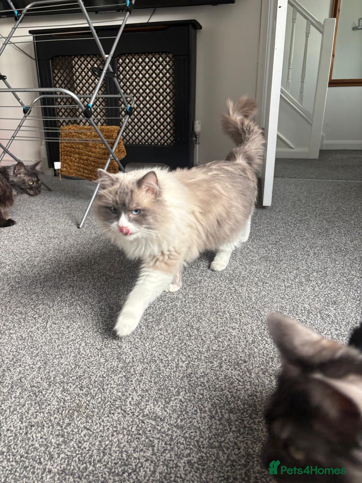 Ragdoll cats 💙 Stunning 2-Year-Old GCCF Registered Ragdoll Boy - Advert 8