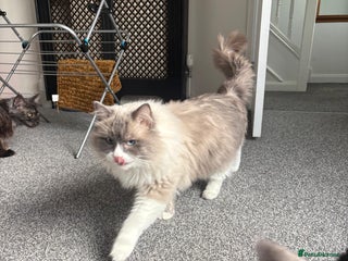 Ragdoll cats 💙 Stunning 2-Year-Old GCCF Registered Ragdoll Boy - Advert 2