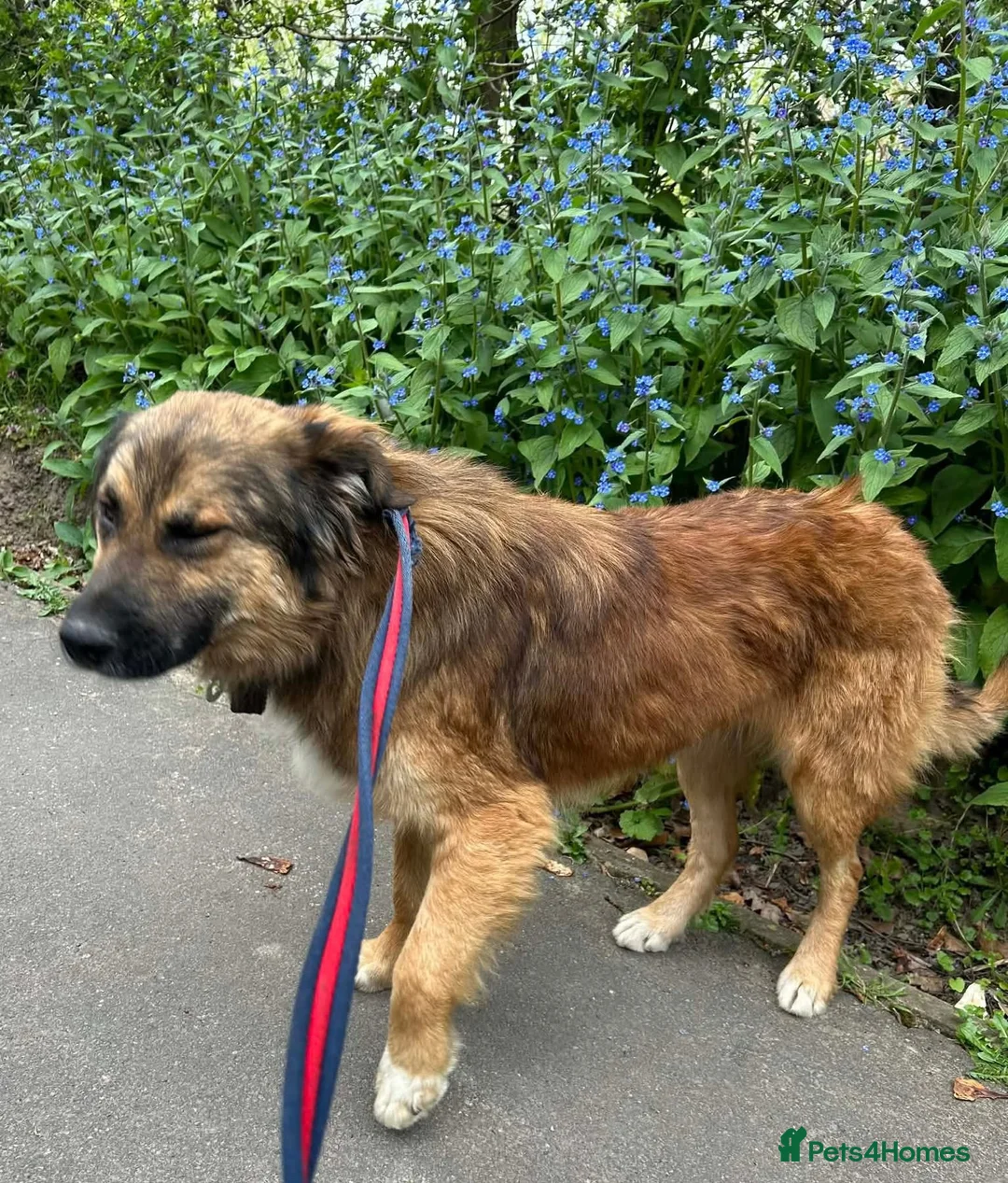 Mixed Breed dogs for adoption: Alfie - Norwich Norfolk  - Advert 2