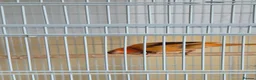 Canaries birds for sale: Harlequin canarys  - Advert 1