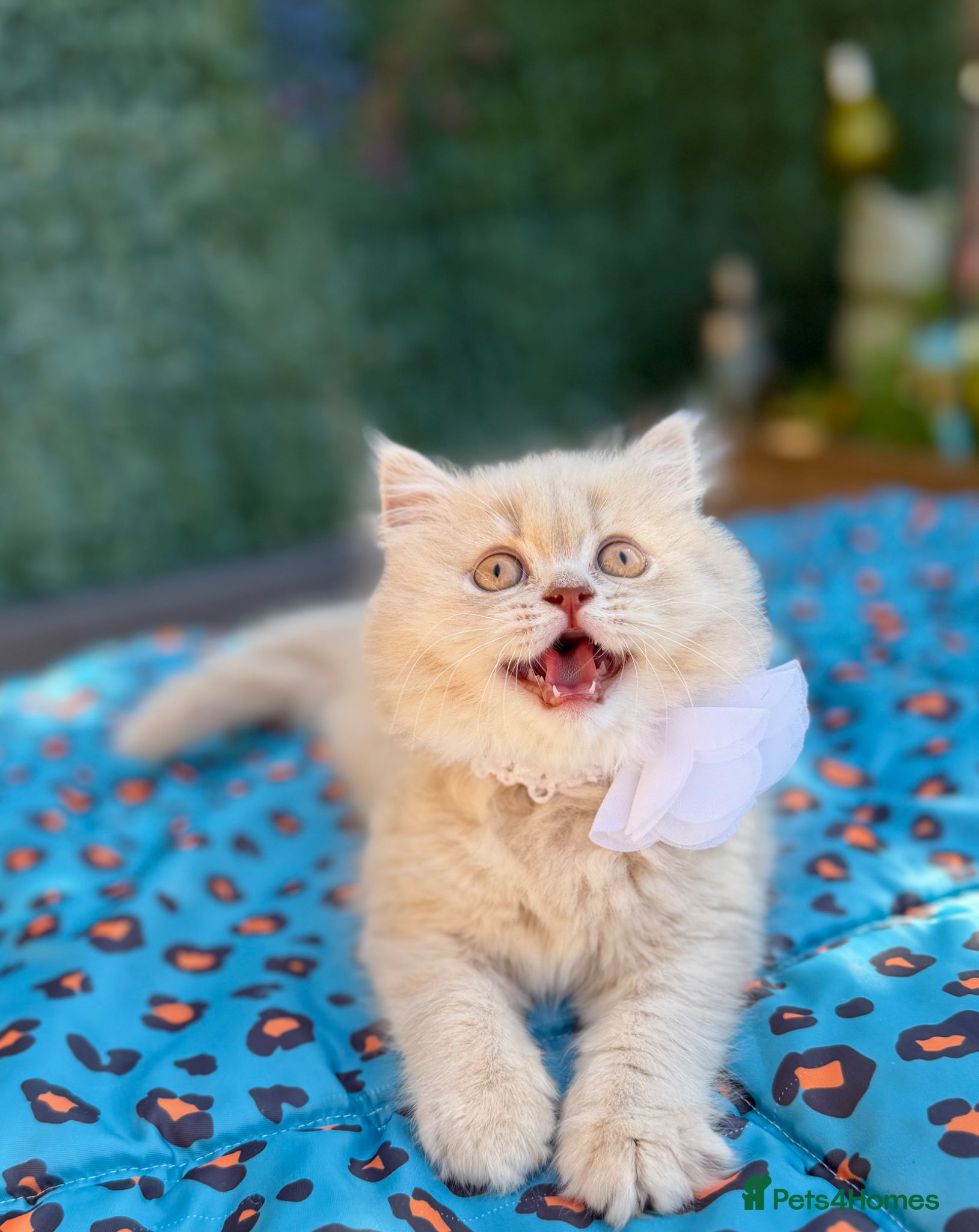 British Longhair cats for sale: 🎀Last longhair girl available from this litter.  - Advert 10