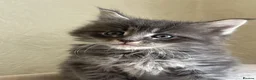 Maine Coon cats for sale: Maine Coon boy  - Advert 3