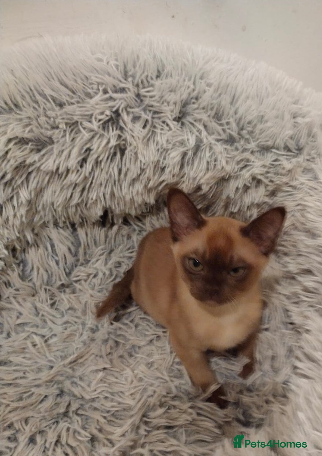 Burmese cats for sale: Chocolate Burmese Male Kittens - Advert 4