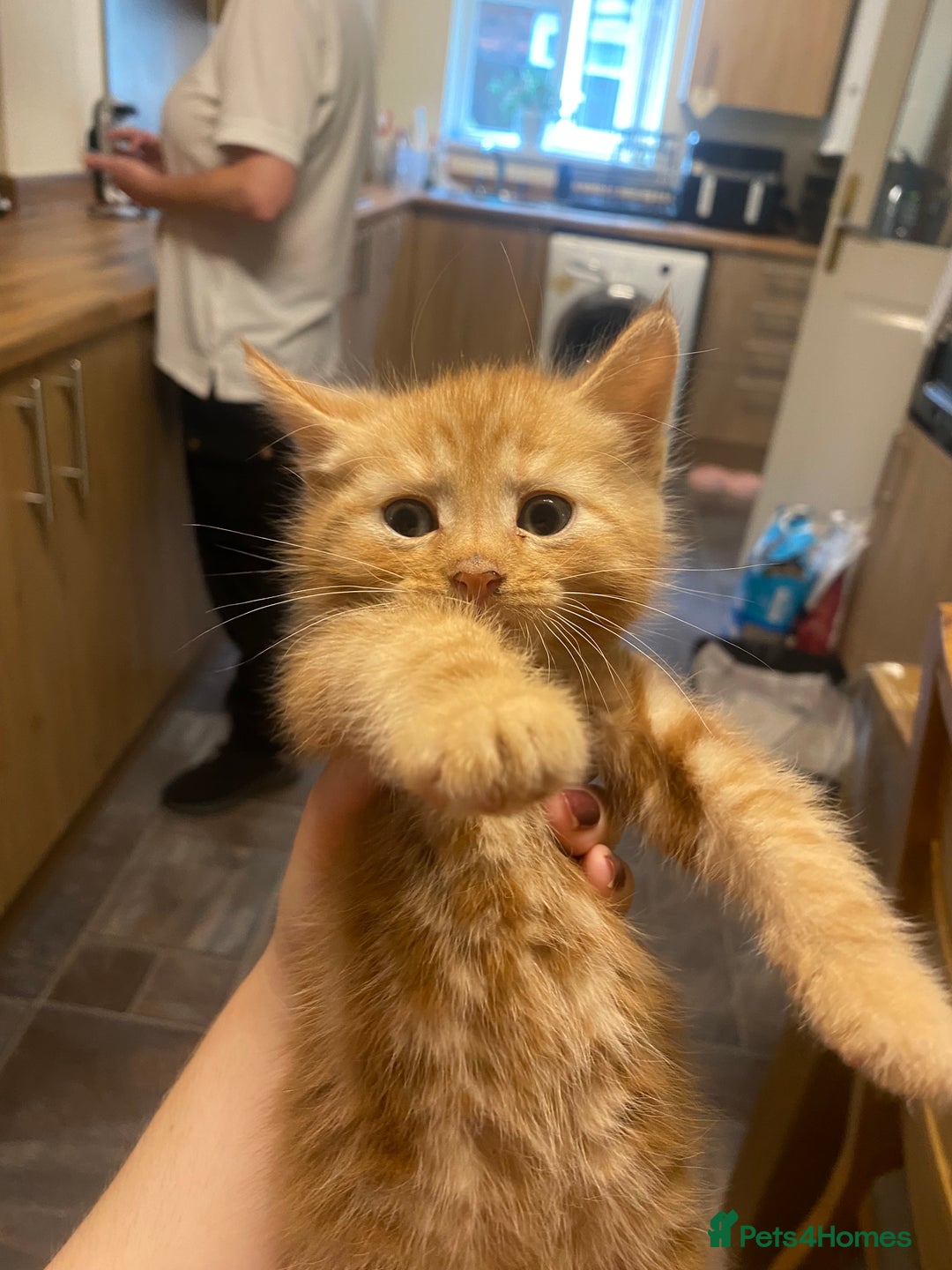 Mixed Breed cats for sale: Kittens for sale  - Image 4