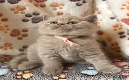 British Shorthair cats for sale: Champion Line British Shorthair Kittens - Image 1