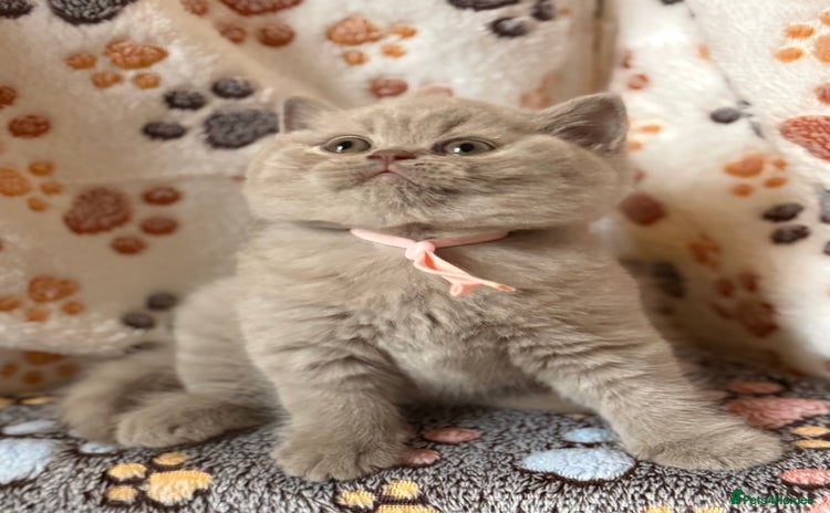 British Shorthair cats - Advert 4