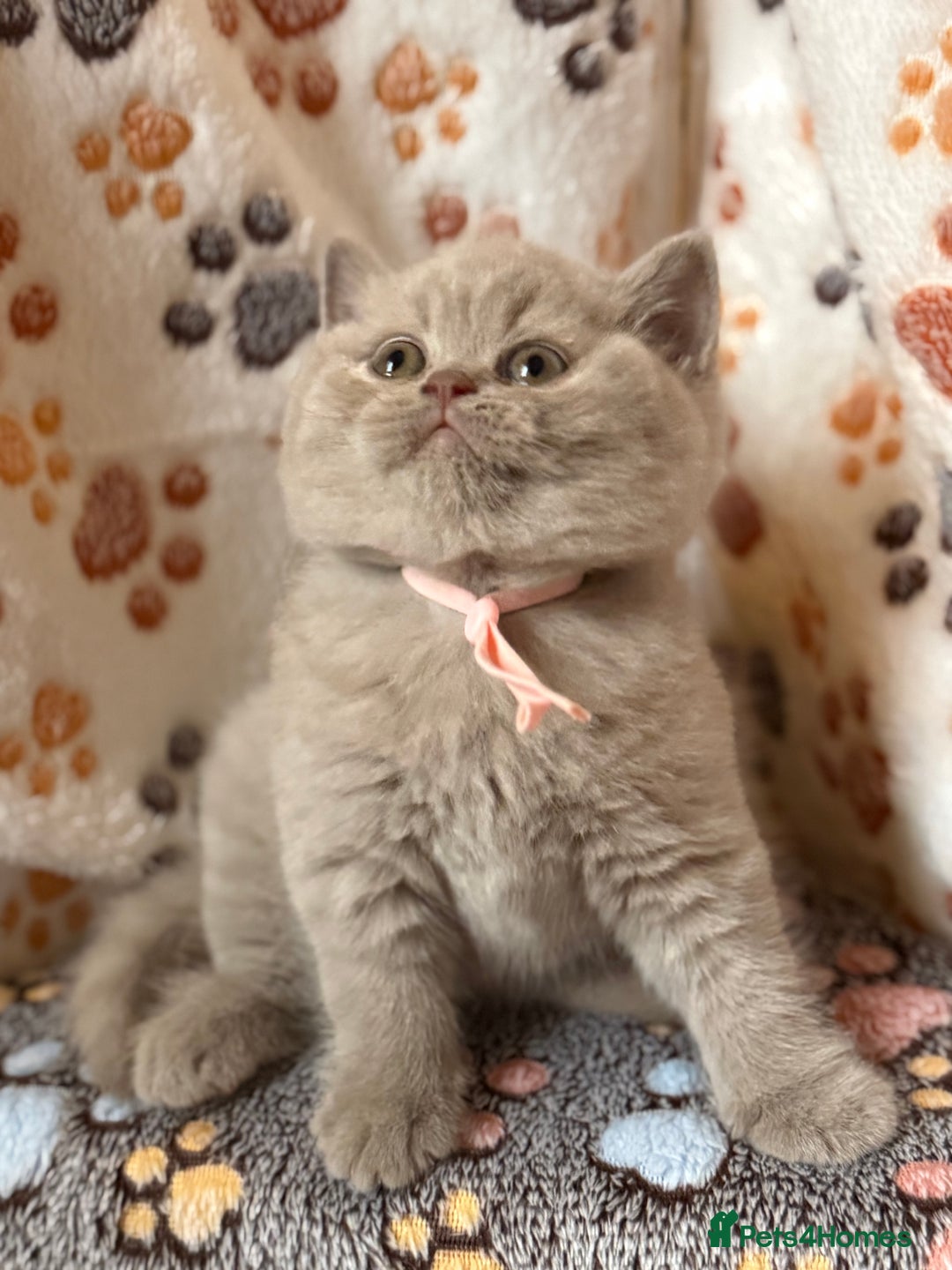 British Shorthair cats for sale: Champion Line British Shorthair Kittens - Image 1