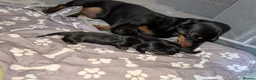 Miniature Dachshund dogs for sale: Miniature dachshund puppies for sale in Bilston - Advert 20