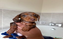 Dachshund dogs for sale: One female Dapple for sale - Image 3