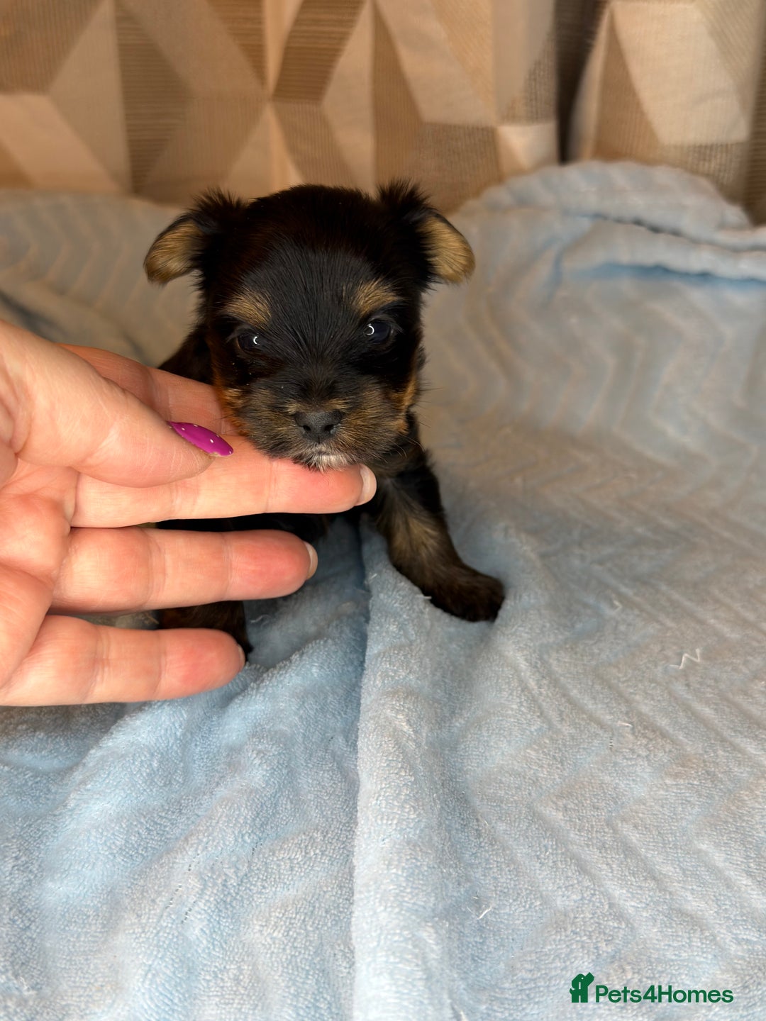 Yorkshire Terrier dogs for sale: For sale Tiny Yorkshire Terrier - Advert 6