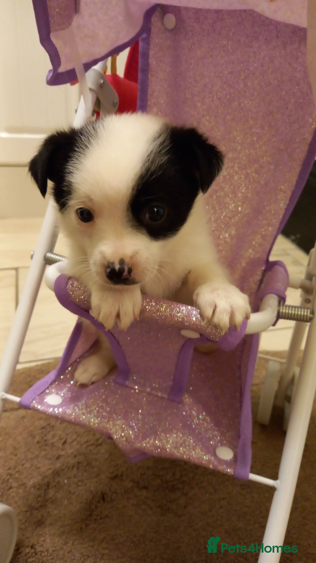 Mixed Breed dogs for sale: Jack Russell Pups in Braintree - Image 12